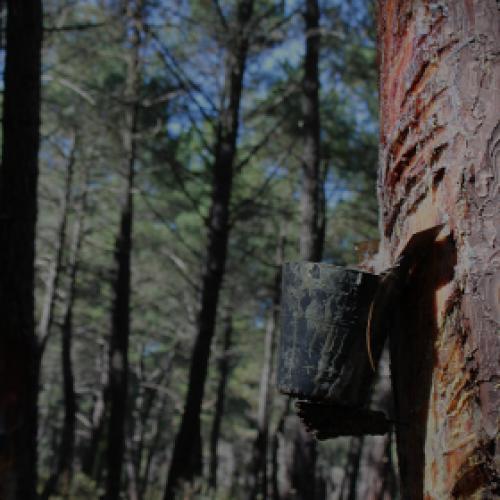 sust_forest